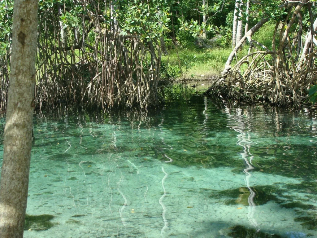 Playa Rincón, Playas Samaná, República Dominicana