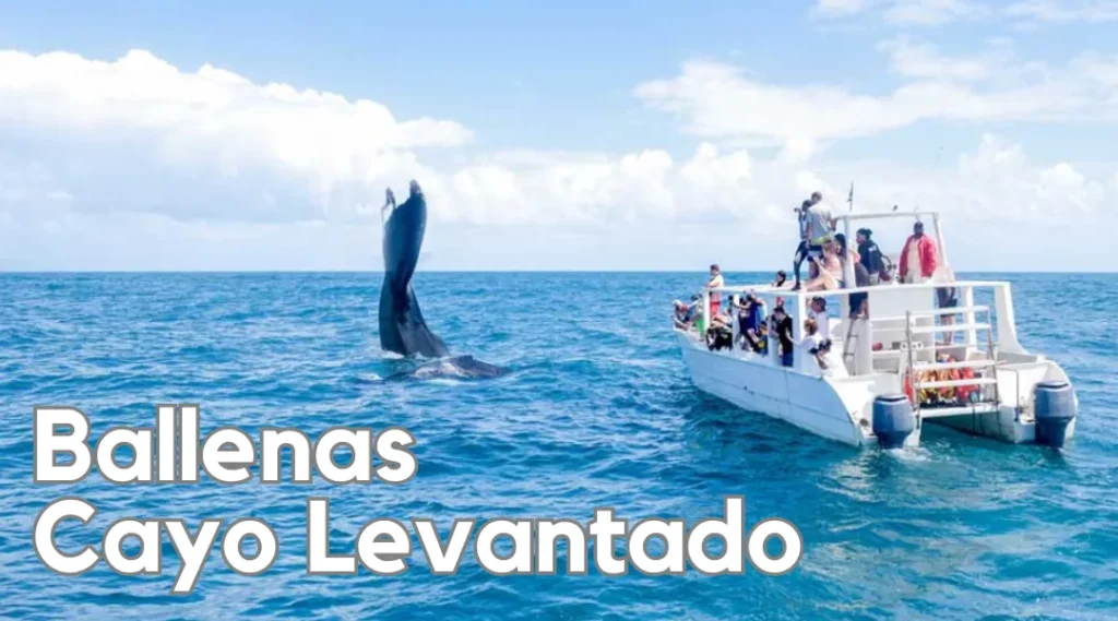 Ballenas en Cayo Levantado, Samaná, República Dominicana